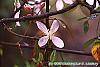 Clematis armandii 'Apple Blossom' flowers