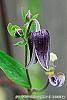 Clematis 'Fascination' flowers