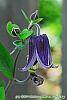Clematis 'Fascination' flowers