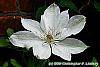 Clematis x 'Henryi' flowers