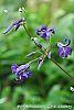Clematis heracleifolia 'China Purple' flowers