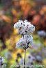 Clematis heracleifolia fruit