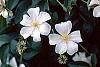 Clematis x 'Huldine' flowers