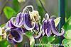 Clematis integrifolia flowers