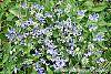 Clematis integrifolia 'Olgae' habit