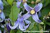Clematis integrifolia 'Olgae' flowers