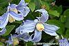 Clematis integrifolia 'Olgae' flowers