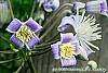 Clematis 'Mrs. Robert Brydon' flowers