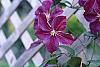 Clematis x 'Star of India' flowers