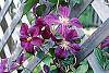 Clematis x 'Star of India' flowers
