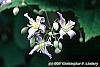 Clematis 'Sir Trevor Lawrence' flowers