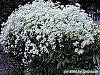 Clematis terniflora habit