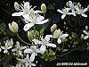 Clematis terniflora flowers