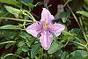 Clematis viticella 'Betty Corning' flowers