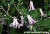 Clematis viticella 'Betty Corning' flowers