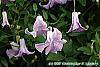 Clematis viticella 'Betty Corning' flowers