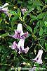 Clematis viticella 'Betty Corning' flowers