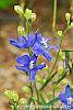 Delphinium 'Diamonds Blue' flowers