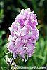 Delphinium 'Pagan Purples' flowers