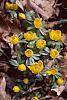 Eranthis hyemalis habit