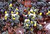 Eranthis hyemalis habit