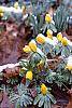 Eranthis hyemalis flowers