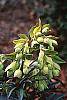 Helleborus foetidus 'Wester Flisk' flowers