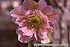 Helleborus 'Heronswood Double' flowers
