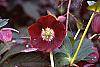 Helleborus x hybridus dark red flowers