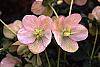 Helleborus x hybridus pink flowers