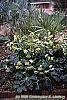 Helleborus orientalis habit