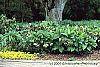 Helleborus orientalis habit