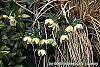 Helleborus orientalis flowers