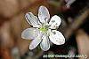 Hepatica americana flowers