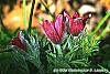 Pulsatilla vulgaris 'Rode Klokke' flowers
