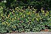 Ranunculus repens var. pleniflorus habit