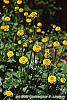 Ranunculus repens var. pleniflorus flowers