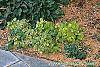 Thalictrum ichangense habit