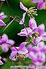 Thalictrum rochebrunianum flowers