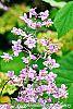 Thalictrum rochebrunianum flowers