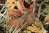 Xanthorhiza simplicissima fall color