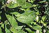 Ceanothus americanus leaves