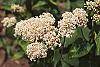 Ceanothus americanus flowers
