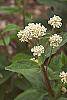 Ceanothus americanus flowers