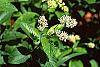 Ceanothus americanus flowers