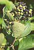 Ceanothus americanus fruit