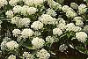 Ceanothus obovatus flowers