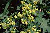 Alchemilla mollis