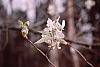 Amelanchier arborea leaves