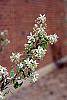 Amelanchier arborea flowers